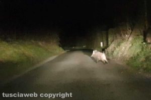 Cinghiali sulle strade - Foto di repertorio)