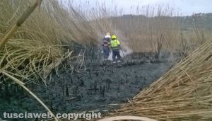 Montefiascone - Il canneto in fiamme - L'intervento dell'Asvom