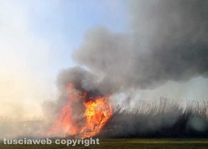 Canino - Canneto in fiamme