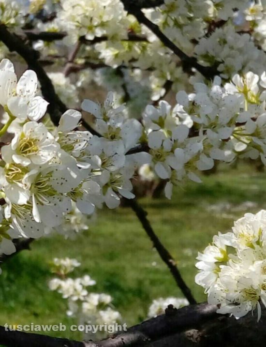 Susino in fiore