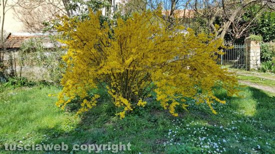 Sboccia la primavera