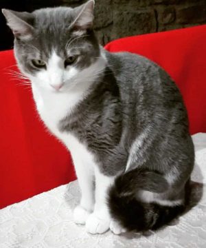 Gregorio