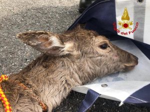 Vigili del fuoco salvano cerbiatto nel Naviglio Grande