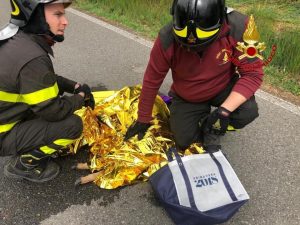 Vigili del fuoco salvano cerbiatto nel Naviglio Grande