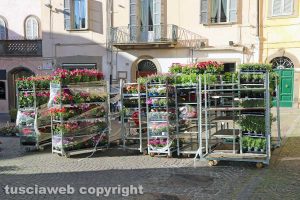 Viterbo - Piante in vendita a piazza delle Erbe durante San Pellegrino in fiore