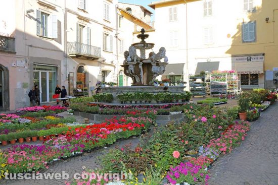 Viterbo - Piante in vendita a piazza delle Erbe durante San Pellegrino in fiore