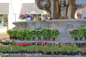 Viterbo - Piante in vendita a piazza delle Erbe durante San Pellegrino in fiore