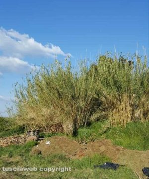 Capodimonte - I cumoli di immondizia ed erba tagliata