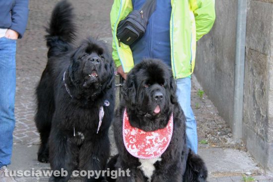 Viterbo - Ventunesimo raduno nazionale cani Terranova