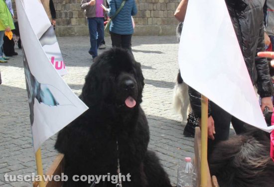Viterbo - Ventunesimo raduno nazionale cani Terranova