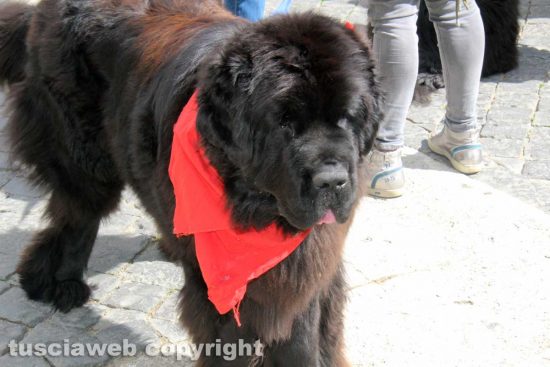 Viterbo - Ventunesimo raduno nazionale cani Terranova