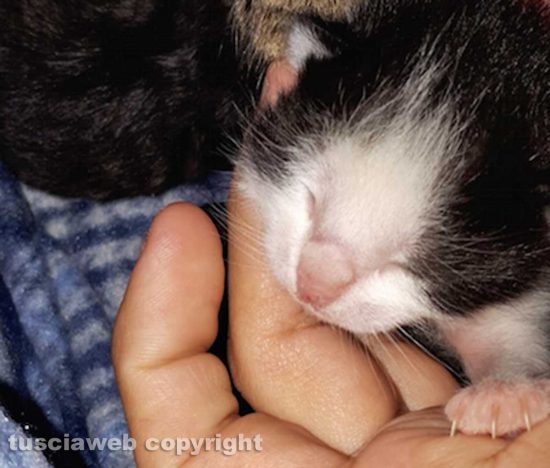 Montefiascone - I gattini abbandonati