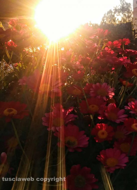 Fiori illuminati dal sole