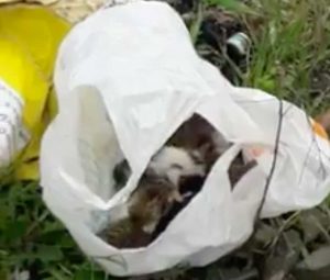 Tarquinia, gattini chiusi nella busta