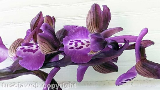 Orchidee selvatiche 