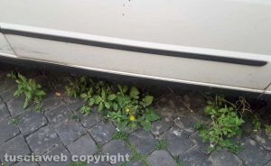 Viterbo - Erbacce in via del Pavone