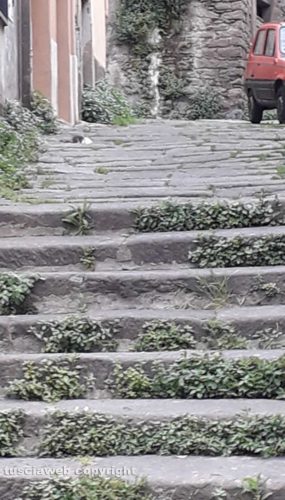 Viterbo - Erbacce in via Bellavista