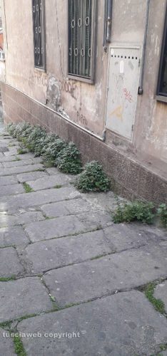 Viterbo - Erbacce in via Bellavista