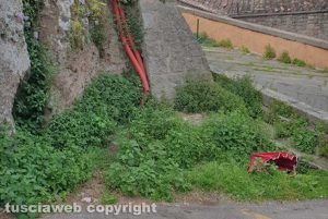 Viterbo - Le erbacce