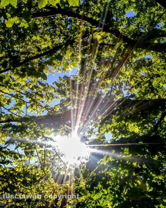 Viterbo - Sole di fine aprile tra gli alberi