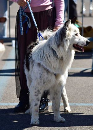 Marta - La prima esposizione canina
