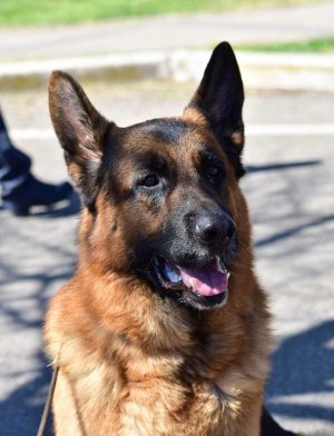 Marta - La prima esposizione canina