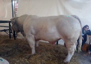 Le aziende viterbesi alla mostra zootecnica di Bastia Umbra