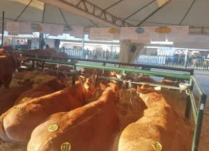 Le aziende viterbesi alla mostra zootecnica di Bastia Umbra