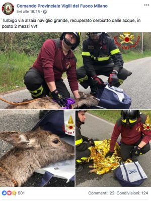 Vigili del fuoco salvano cerbiatto nel Naviglio Grande