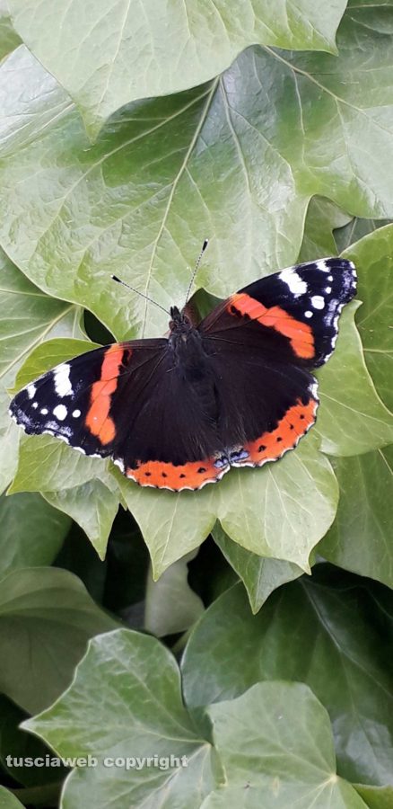 Natura e colori... 