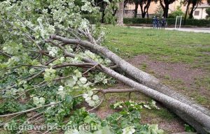 Viterbo - Pianta pericolante a pratogiardino Lucio Battisti