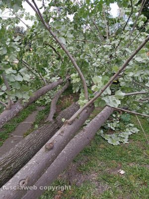 Viterbo - Pianta pericolante a pratogiardino Lucio Battisti