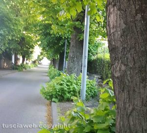 Viterbo - Erbacce in via Lorenzo da Viterbo