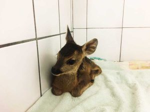 Il cucciolo di capriolo