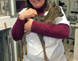 Il cucciolo di capriolo