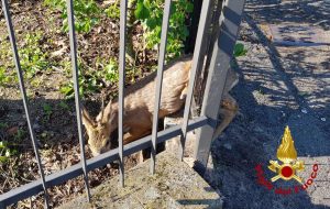 Pavia - I vigili del fuoco salvano un capriolo