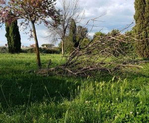 Erbacce a Villa Ilvana a Pescia Romana