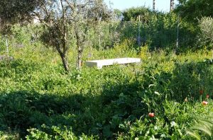 Erbacce a Montalto di Castro
