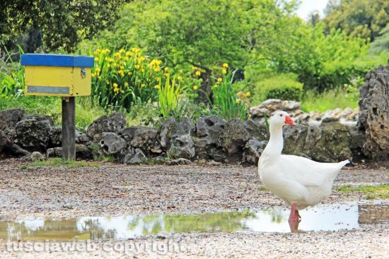 Viterbo - L'abbandono di Pratogiardino Lucio Battisti