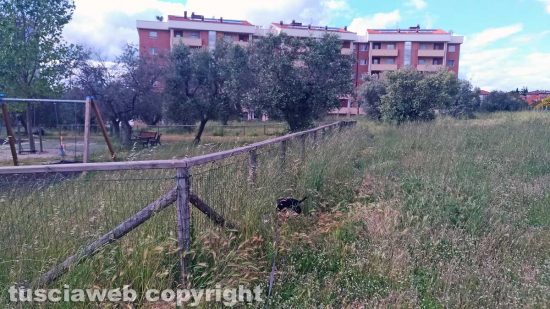 Viterbo - Erba alta a Ponte dell'Elce