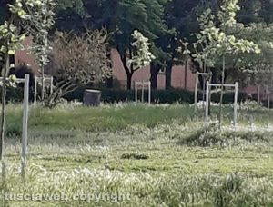 Viterbo - Erbacce e degrado a pratogiardino Lucio Battisti