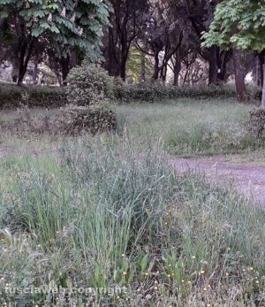 Viterbo - Erbacce e degrado a pratogiardino Lucio Battisti
