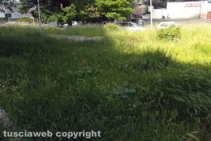 Viterbo - Le erbacce nel giardino di via Torino