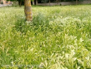 Viterbo - Grotticella - Erba alto al parco in via Puccini