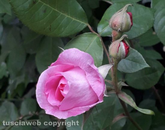 Una rosa