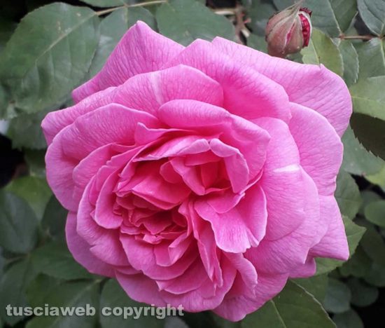 Una rosa