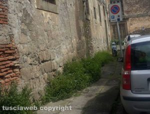Viterbo - L'erba alta a piazza Dante 