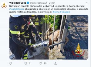 Pavia - Post dei vigili del fuoco che salvano un capriolo