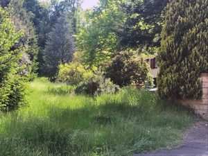 Erbacce ad Acquapendente