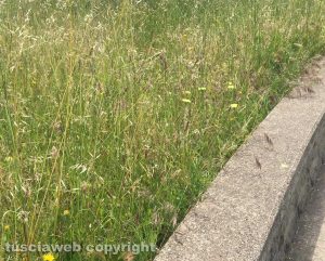 Viterbo - Giardini Pilastro - Erba alta